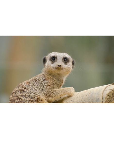 Meet The Meerkats - Experience Voucher